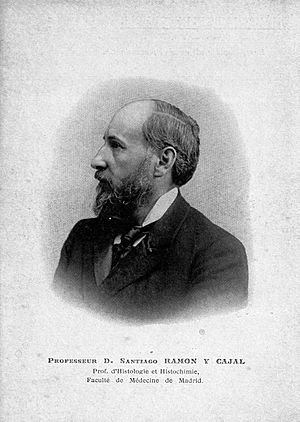 Archivo:D. Santiago Ramon Y Cajal