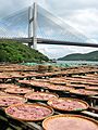 Drying shrimp paste