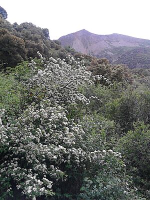 Archivo:ESPINO ALBAR EN FLOR