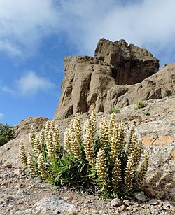 Echium onosmifolium Roque nublo kz1.jpg