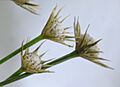 Eriocaulon sikokianum (cropped)