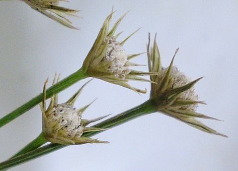 Eriocaulon sikokianum (cropped)