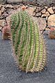 Ferocactus herrerae 001