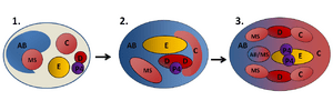 Archivo:Fig 3. Proceso de gastrulación en el nemátodo C.elegans.