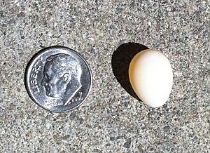 Archivo:Finch Egg