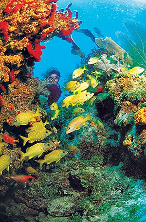 Archivo:Florida Keys Scenic Highway - Diving by Florida's Coral Barrier Reef - NARA - 7718432