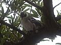 Galapagos mockingbird in a tree, Santa Cruz Island, Galapagos