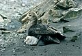 Giant petrel with chicks