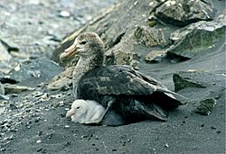 Archivo:Giant petrel with chicks