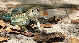 Archivo:Griswold's Ameiva