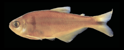 Hemibrycon jelskii (MUSM 19562).png