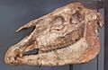 Hipparion gracile