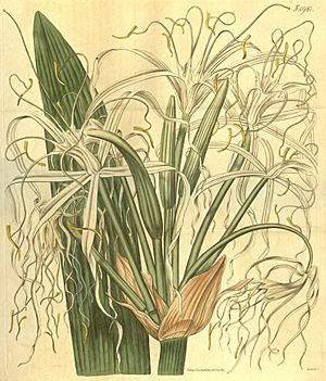 Archivo:Hymenocallis latifolia