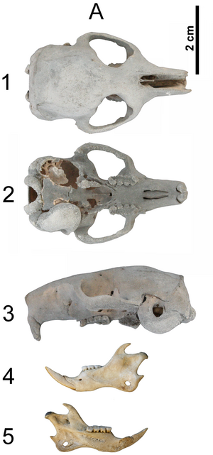Archivo:Hypnomys morpheus skull