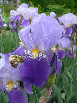 Archivo:Iris 'Gene Wild' 2007-05-13 383