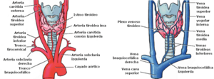 Archivo:Irrigación arterial y venosa de la glándula tiroides