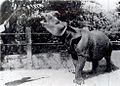 Javan Rhino 1900
