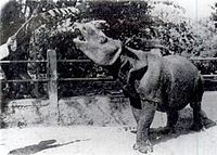 Archivo:Javan Rhino 1900