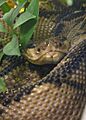 Lachesis stenophrys (5)