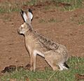 Lepus castroviejoi 160725449