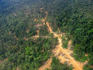 Archivo:Logging road East Kalimantan 2005