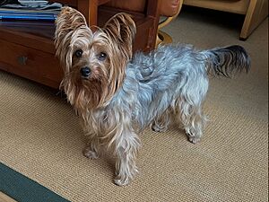 Archivo:Lola, Yorkshire Terrier de treinta meses