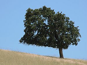 Archivo:Lone tree on a summer hillside