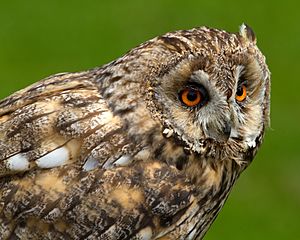 Archivo:Long Eared Owl (5934254712)