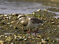 Magellanic Plover - Tierra del Fuego - Argentina