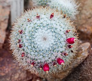 Archivo:Mammillaria geminispina, Jardín Botánico de Múnich, Alemania, 2013-05-04, DD 01