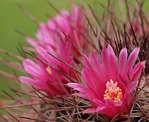 Archivo:Mammillaria lindsayi var rubriflora (14171370795)