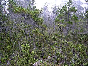 Archivo:Mendocino Pygmy Forest in Van Damme State Park 3