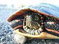 Midland painted turtle (Desbarats R) 2