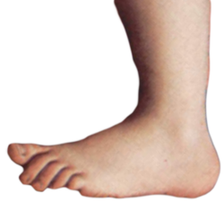 Monty python foot.png