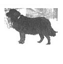 Moscow-Water dog.jpg