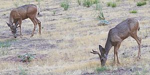Archivo:Mule Deer in Zion Canyon