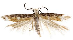 Neopalpa donaldtrumpi adult male, Imperial County, California.jpg