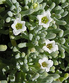 Nolana crassulifolia (8718217855).jpg