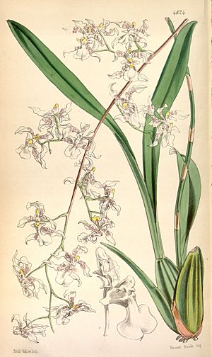 Archivo:Oncidium incurvum-Curtis 80-4824 (1854)