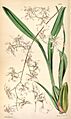 Oncidium incurvum-Curtis 80-4824 (1854)