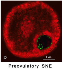 Archivo:Ovocito. Pre-ovulatorio..Distribución de la Telomerasa, surrounded nuclear envelope SNE cromatina. Barr=5µm.