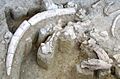 Palaeoloxodon antiquus - in situ fossil bones - Ambrona