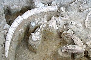 Archivo:Palaeoloxodon antiquus - in situ fossil bones - Ambrona