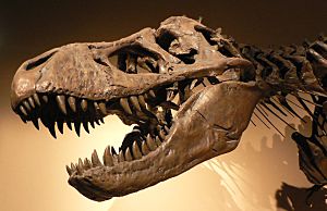 Archivo:Palais de la Decouverte Tyrannosaurus rex p1050042