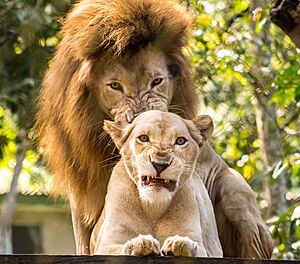 Archivo:Panthera leo en El Salvador