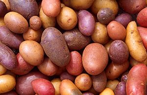 Archivo:Patates