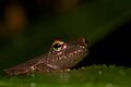 Peek a boo! Pristimantis caryophyllaceus