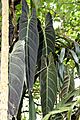 Philodendron melanochrysum 4zz
