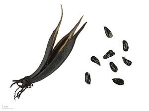 Archivo:Phormium tenax MHNT.BOT.2015.2.23