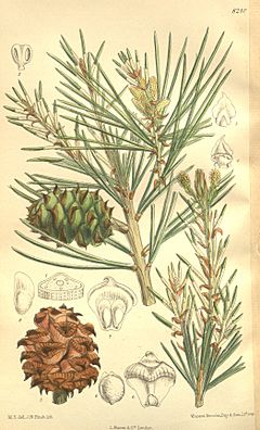 Archivo:Pinus bungeana 135-8240